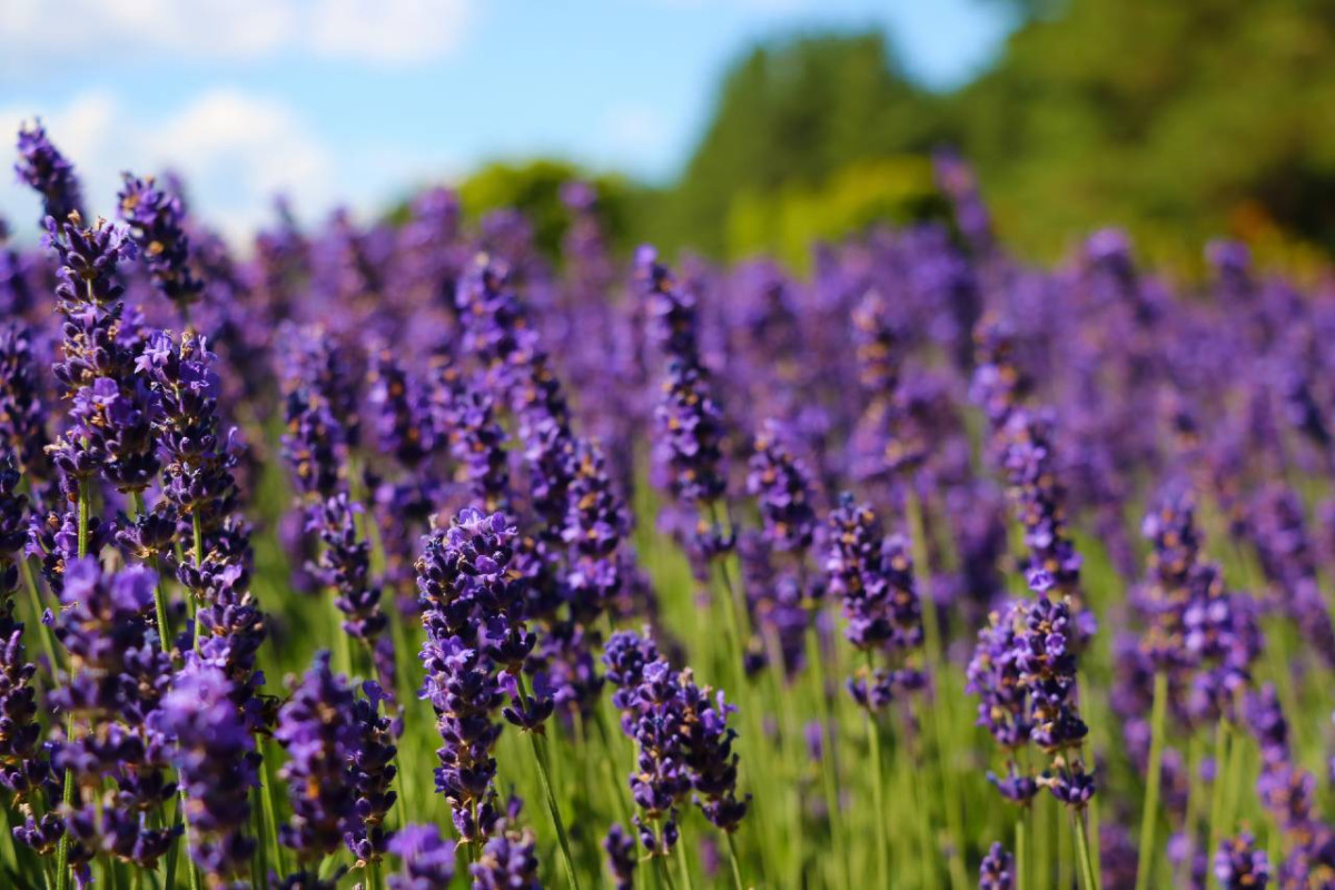 A vibrant field of purple lavender flowers in full lavender bloom under a clear, sunny sky.