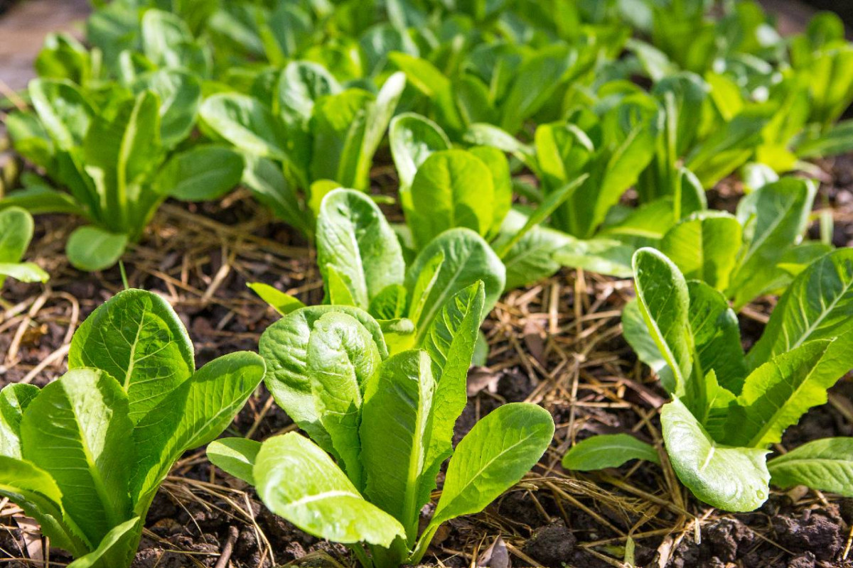 Green romaine lettuce growing indoors, surrounded by straw mulch under artificial sunlight.