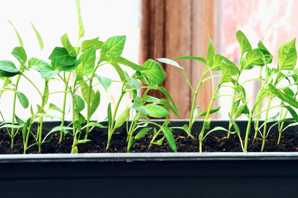 Young indoor pepper plants growing in a black tray placed near a window, with sunlight filtering through.