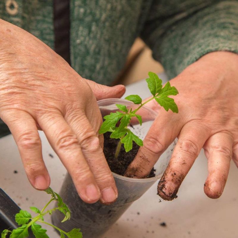 Elderly hands potting a small tomato plant in a plastic container for indoor gardening, with soil and a gardening tool nearby.