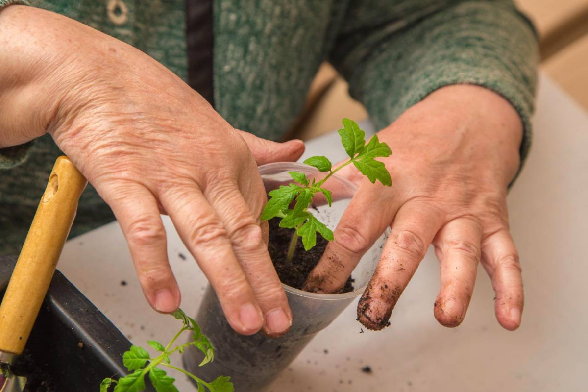 Elderly hands potting a small tomato plant in a plastic container for indoor gardening, with soil and a gardening tool nearby.