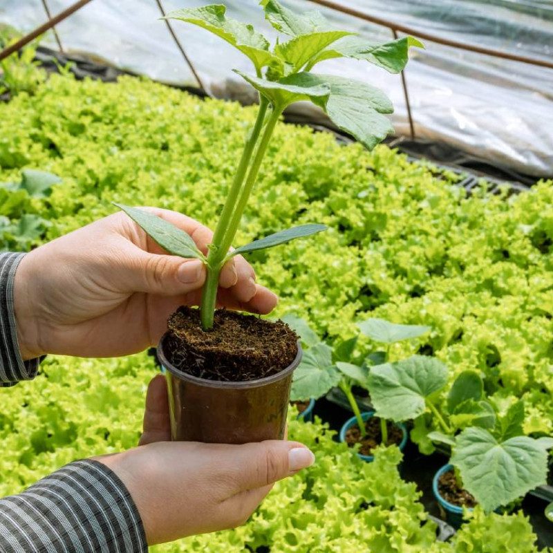 Hands holding a small plant in a pot with a background of lush cucumber leaves in a greenhouse.