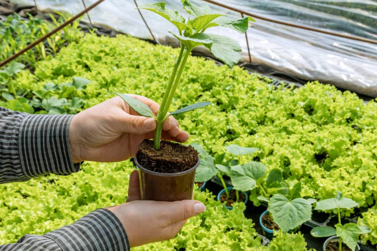 Hands holding a small plant in a pot with a background of lush cucumber leaves in a greenhouse.