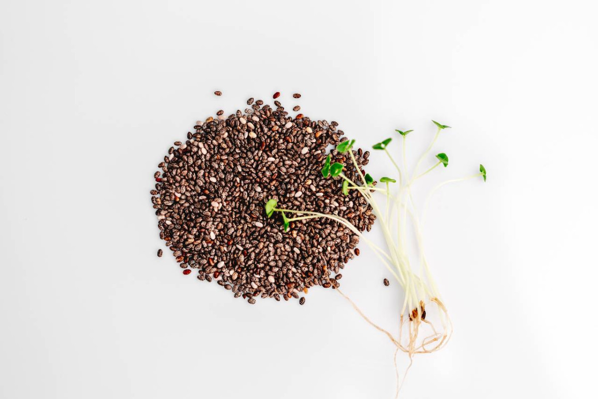 A pile of chia seeds with sprouting seedlings, demonstrating how to sprout chia seeds, on a white background.