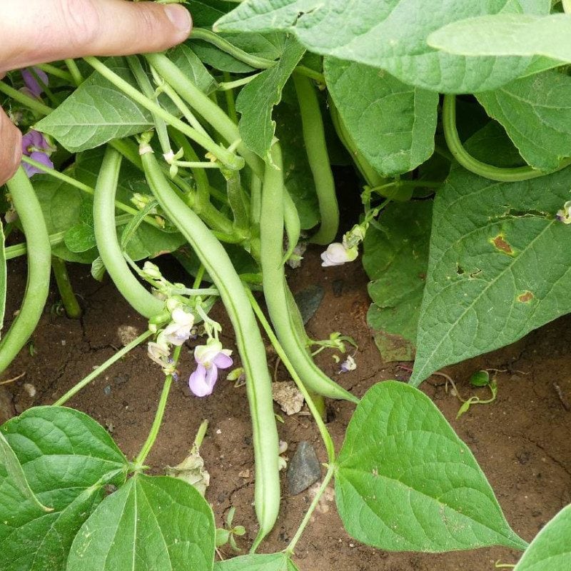 A person's hand holding green bean pods on a plant, showing leaves and small purple flowers that demonstrate cold tolerance.