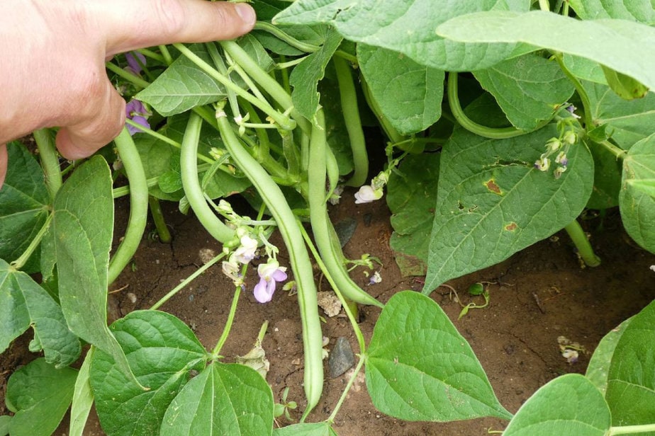 A person's hand holding green bean pods on a plant, showing leaves and small purple flowers that demonstrate cold tolerance.