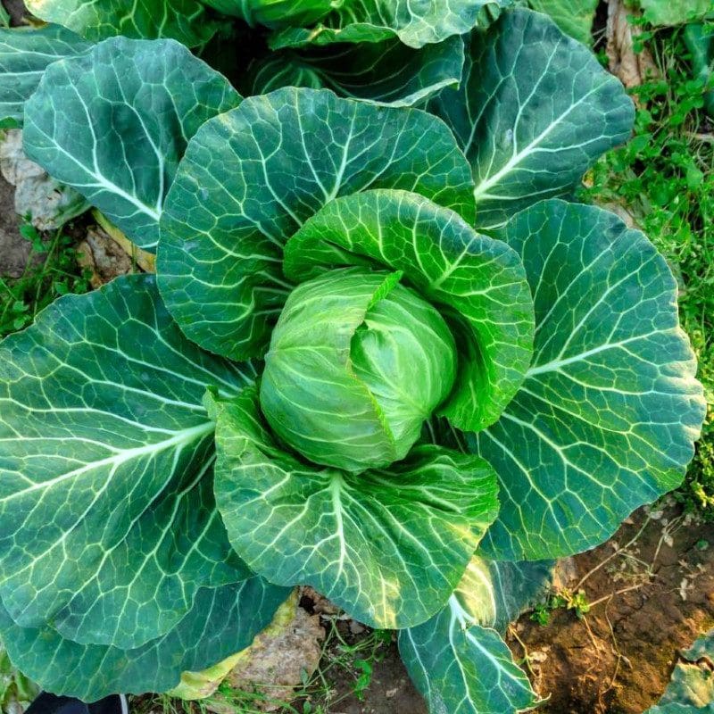 A vibrant green cabbage with large leaves, known for its cold tolerance, grows in rich soil, viewed from above.