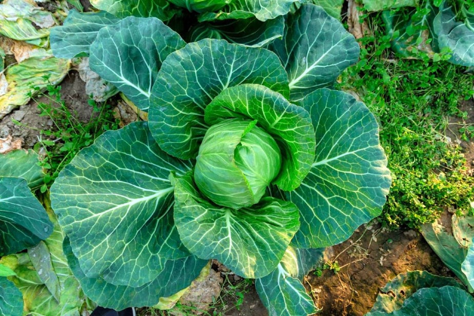 A vibrant green cabbage with large leaves, known for its cold tolerance, grows in rich soil, viewed from above.