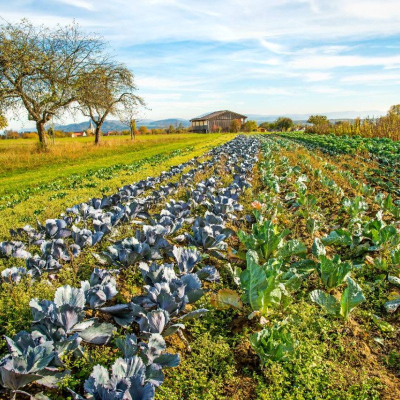 A vibrant farm landscape featuring rows of kale plants with a rustic barn and a lone tree under a clear sky.