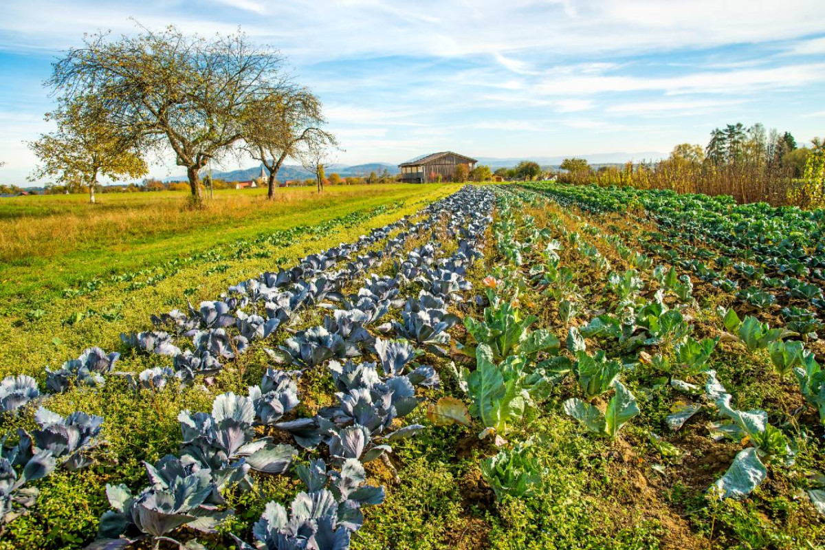 A vibrant farm landscape featuring rows of kale plants with a rustic barn and a lone tree under a clear sky.