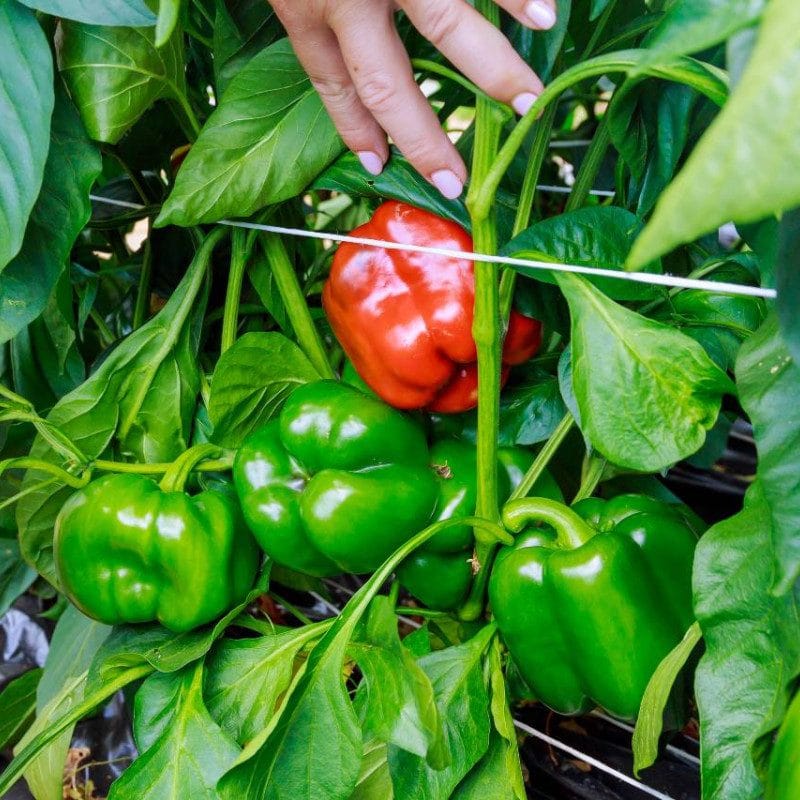 A hand reaches for a ripe red bell pepper among green bell peppers on a lush plant, demonstrating the cold tolerance of pepper plants.