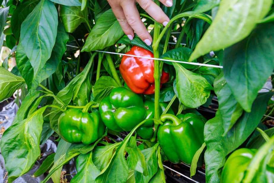 A hand reaches for a ripe red bell pepper among green bell peppers on a lush plant, demonstrating the cold tolerance of pepper plants.