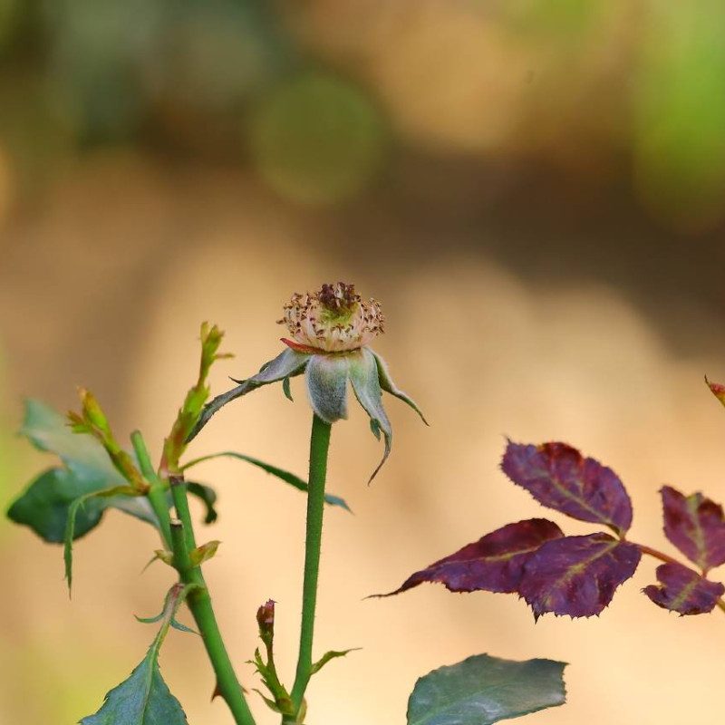 Close-up of a rose hip exhibiting cold tolerance in roses, with a blurred background, surrounded by leaves with reddish edges.