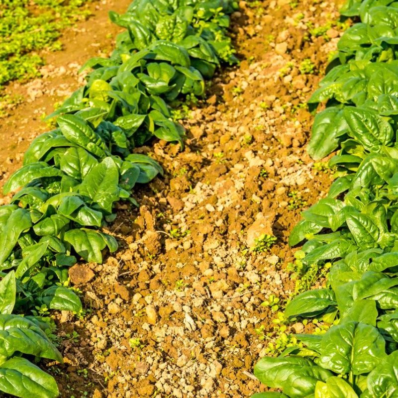 Rows of vibrant green spinach plants growing in well-tended soil, with sunlight highlighting the leaves and small rocks dispersed between the plants.
