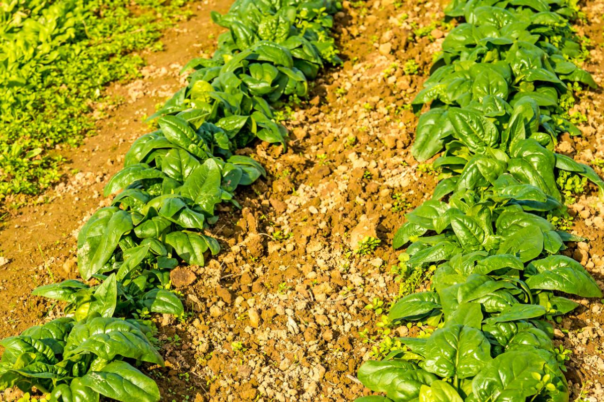 Rows of vibrant green spinach plants growing in well-tended soil, with sunlight highlighting the leaves and small rocks dispersed between the plants.