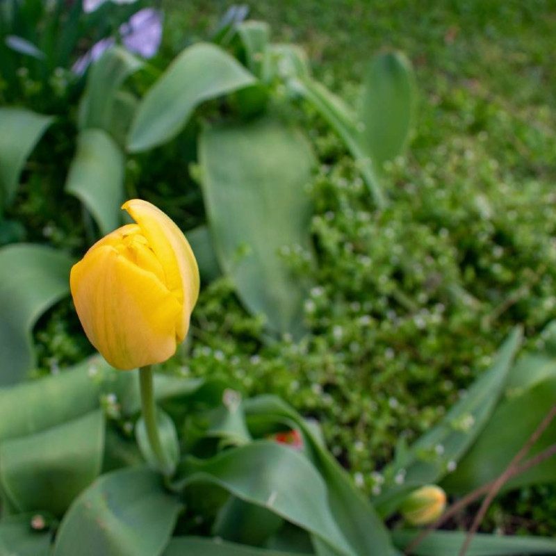 A single yellow tulip, known for its cold tolerance, standing out among green leaves with soft focus on a grassy background.