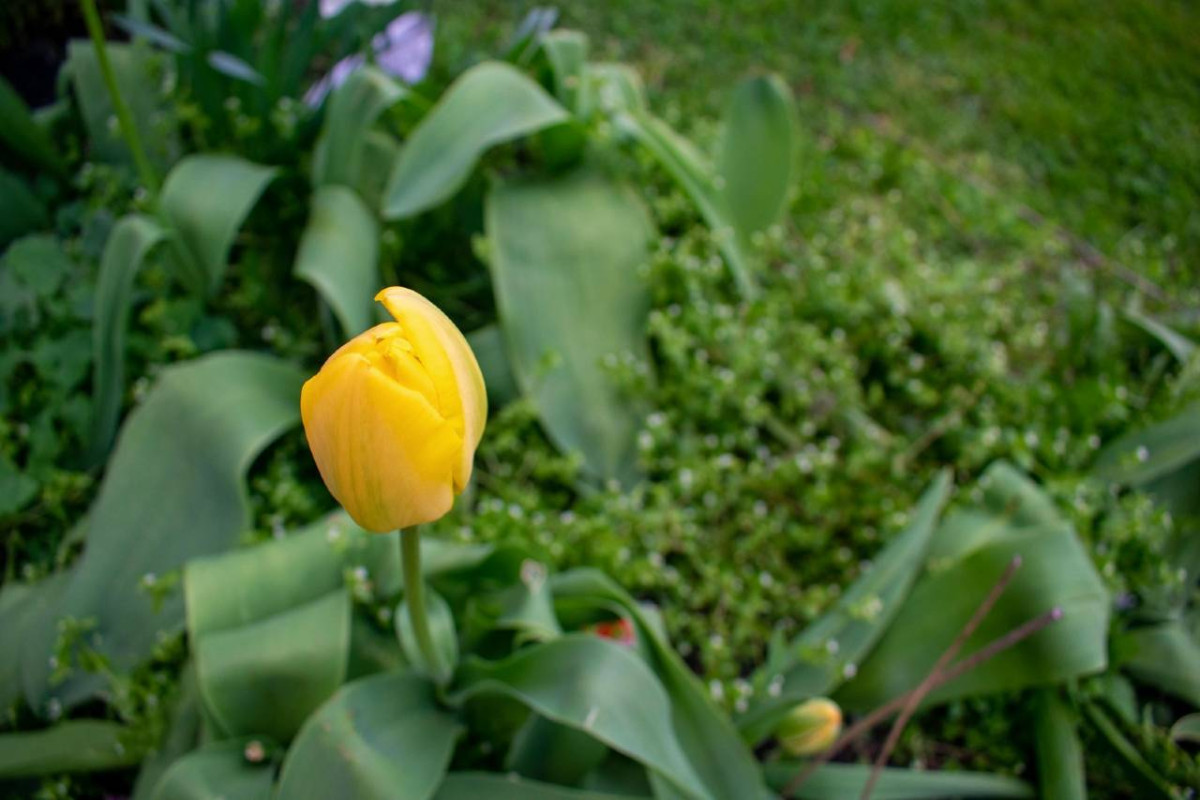 A single yellow tulip, known for its cold tolerance, standing out among green leaves with soft focus on a grassy background.