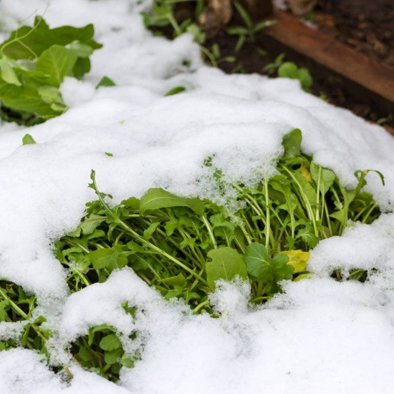 Snow partially covering cold-tolerant seedlings in a garden bed.