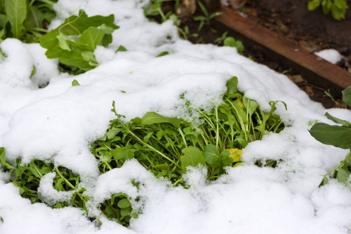 Snow partially covering cold-tolerant seedlings in a garden bed.
