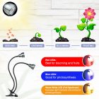 Illustration showing plant growth stages under led lights with icons explaining the benefits of red, blue, and warm white leds for seeding, growing, and fruiting phases.