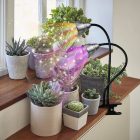 A collection of potted succulents on a wooden shelf, illuminated by a clip-on led grow light with multicolored rays shining down.