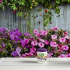 A container of garden safe takeroot rooting hormone on a white surface with vibrant pink and red flowers in the background.