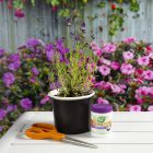 A potted lavender plant, orange scissors, and a container of plant food on a table, with blooming flowers in the background.
