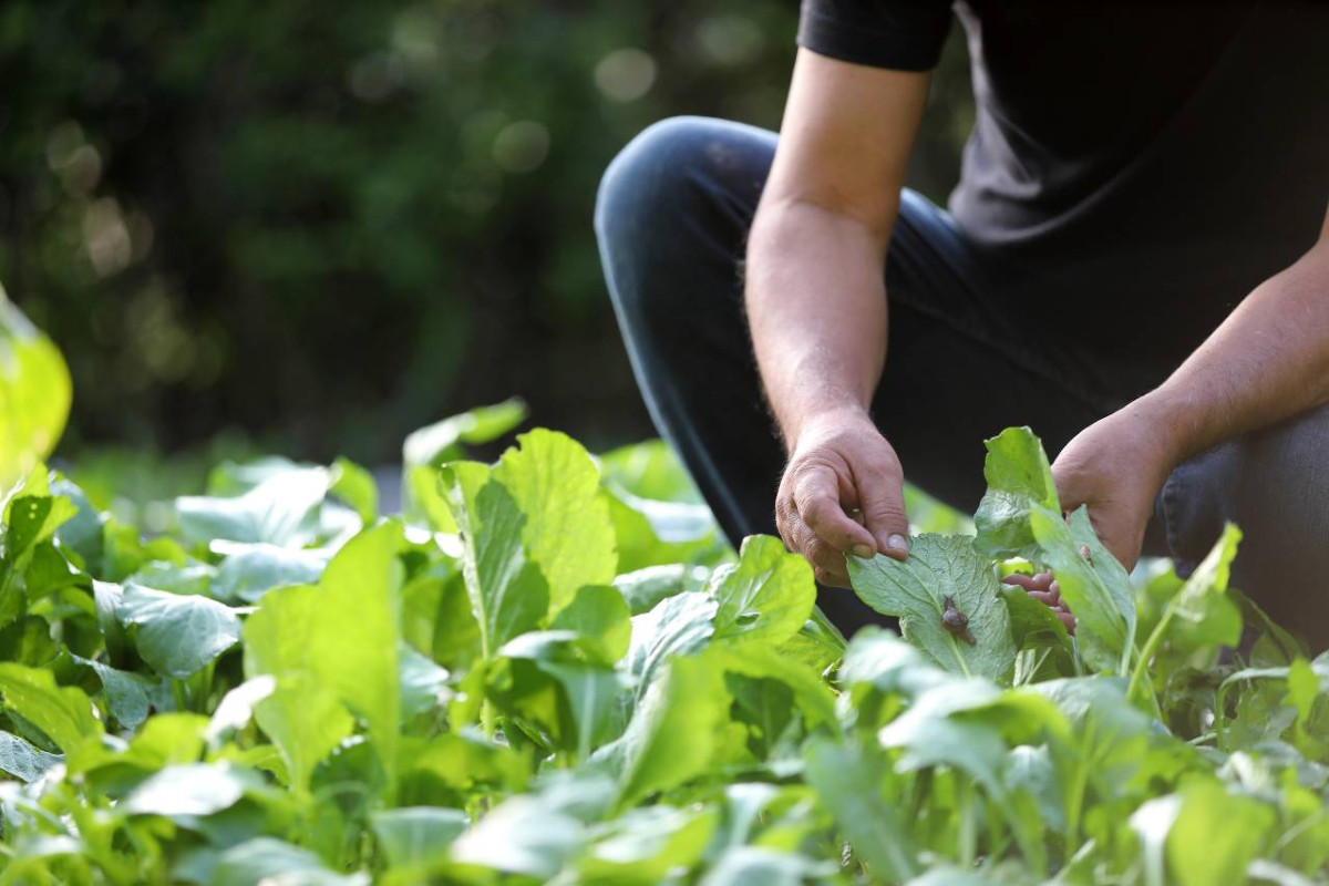 A person harvesting fresh vegetables in a lush, organic garden.