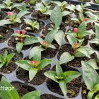 Tray of young peperomia plants with small green leaves and red blossoms growing in individual soil-filled compartments.