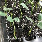 Young plant cuttings rooting in a tray with moist soil and perlite, labeled as "cutting propagation".